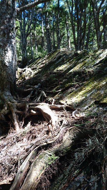 9.1017往桃山山屋最後一斷路有凸起的尖岩.JPG