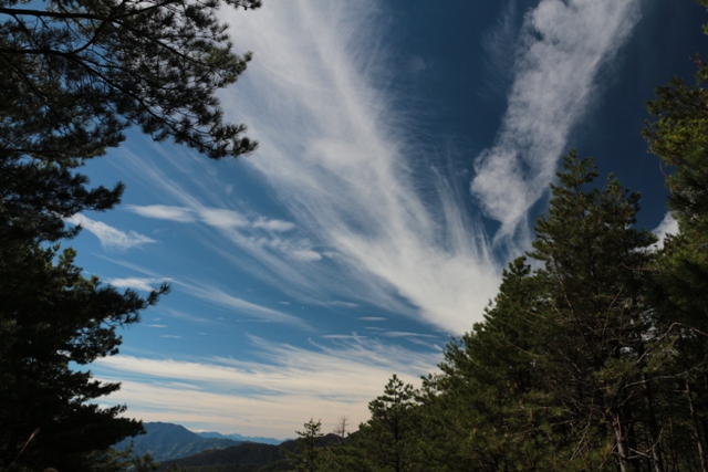 33.1018下桃山的松樹美景-3.JPG