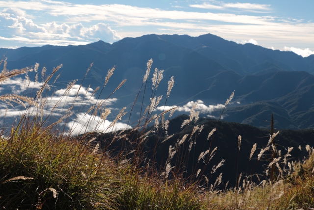 34.1018下桃山時的高山芒草.JPG