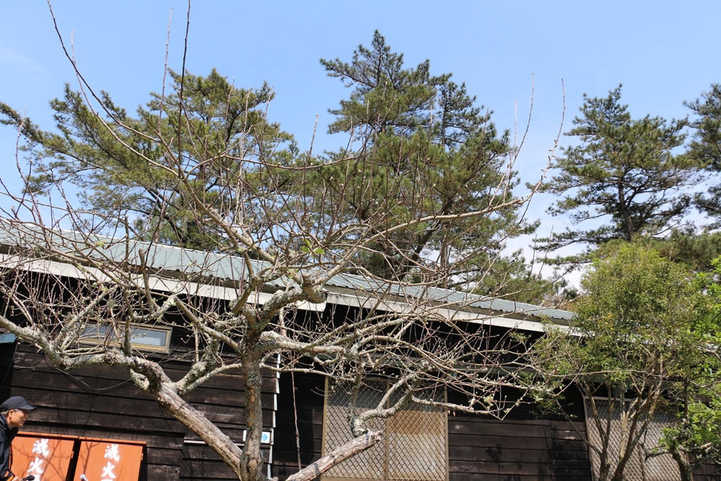 23.0雲海保線所前的蘋果樹正發芽.JPG