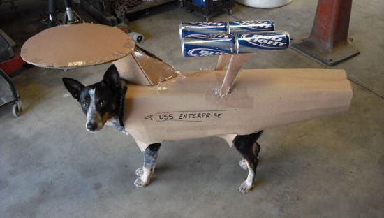 Enterprise_dog-thumb-550x312-23077.jpg