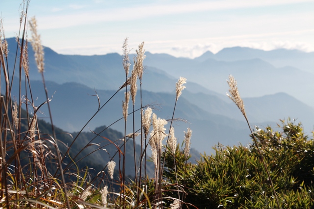 4.高山茅草.JPG