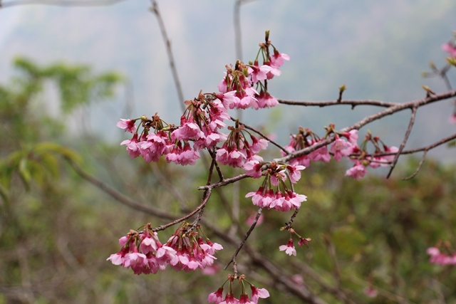 13-再來一張美麗的山櫻花.jpg