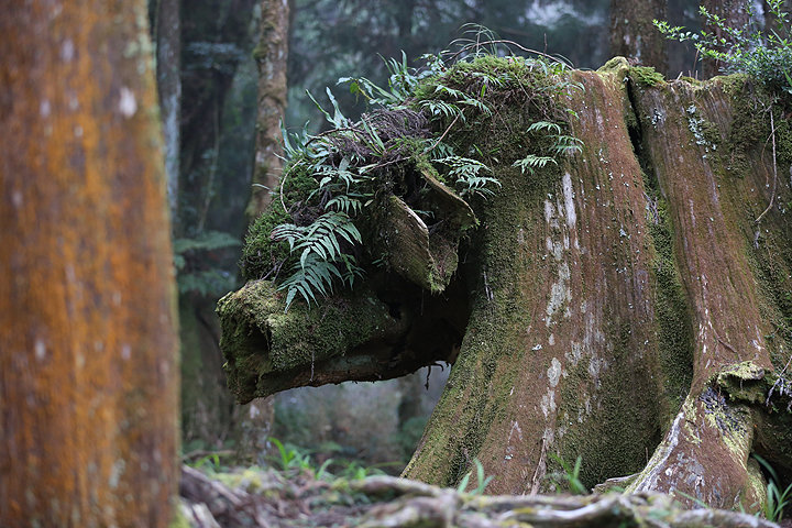 圖檔