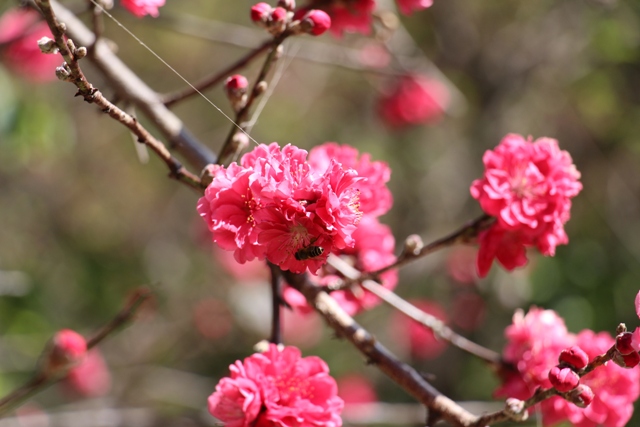 八仙山-山櫻花.JPG