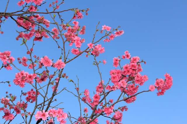 芬園員農苗圃山櫻花-1.JPG