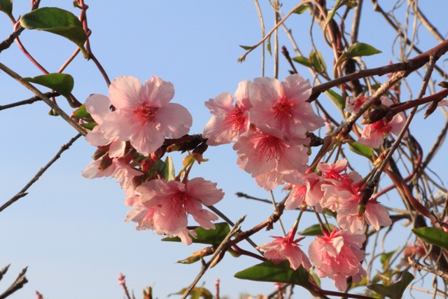 芬園員農苗圃河津櫻.JPG