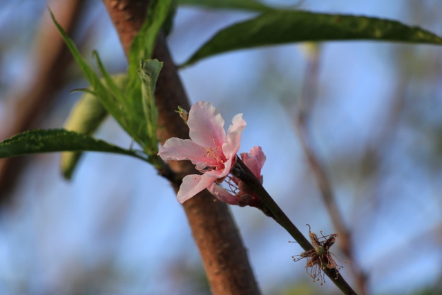 芬園員農苗圃河津櫻-2.JPG