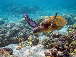 250px-Hawaii_turtle_2.jpg