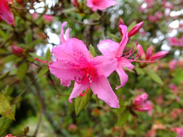 目前正值高山杜鵑花期.JPG