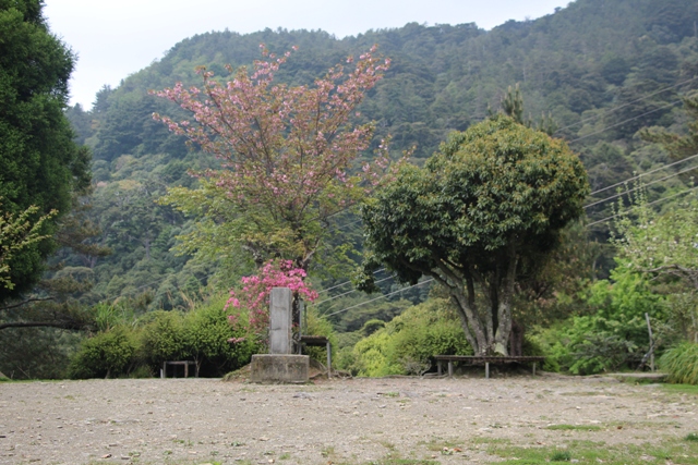 雲海保線所外的櫻花盛開.JPG