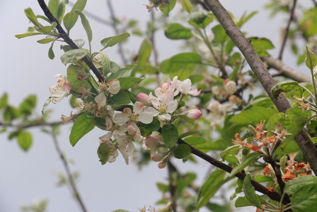 雲海保線所的蘋果花.JPG